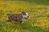 Picture of Bulldog puppy walking on grass