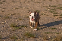 Picture of Bulldog puppy walking towards camera