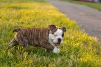 Picture of Bulldog puppy winking