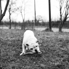 Picture of bulldog puppy with a stick