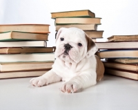 Picture of bulldog puppy with books