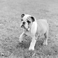 Picture of bulldog puppy with one paw up