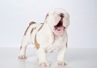 Picture of bulldog puppy yawning