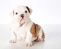 Picture of bulldog puppy 