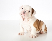 Picture of bulldog puppy 