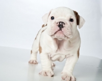 Picture of bulldog puppy 