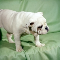 Picture of bulldog puppy