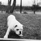 Picture of bulldog puppy