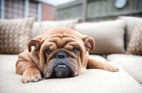 Picture of bulldog resting head on couch