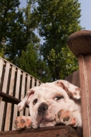 Picture of Bulldog resting in garden