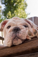 Picture of Bulldog resting on chair