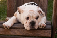 Picture of Bulldog resting