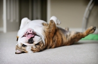 Picture of bulldog rolling over on back