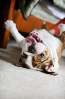 Picture of bulldog rolling over on back