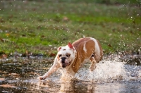 Picture of Bulldog running in water