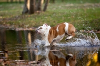 Picture of Bulldog running into river