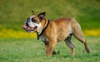 Picture of Bulldog running on grass