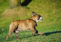 Picture of Bulldog running on grass