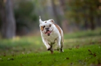 Picture of Bulldog running