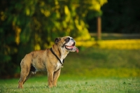 Picture of Bulldog, side view, standing on grass