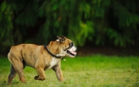 Picture of Bulldog, side view, walking on grass