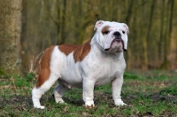 Picture of Bulldog, side view