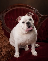 Picture of Bulldog sitting in chair