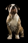 Picture of bulldog sitting isolated on a black background