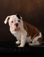 Picture of Bulldog sitting on brown background