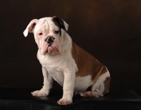 Picture of Bulldog sitting on brown background