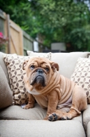 Picture of bulldog sitting on couch