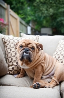 Picture of bulldog sitting on couch