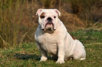 Picture of Bulldog sitting on grass