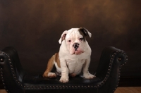 Picture of Bulldog sitting on seat and looking at camera
