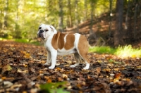 Picture of Bulldog standing in forest