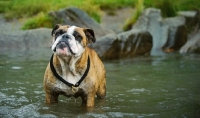 Picture of Bulldog standing in water