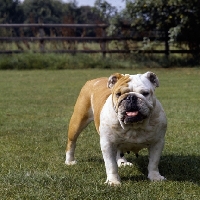 Picture of bulldog standing on grass