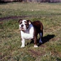 Picture of bulldog standing on grass