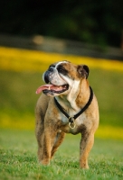 Picture of Bulldog standing on grass