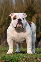 Picture of Bulldog standing on grass