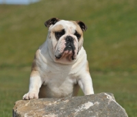 Picture of Bulldog standing up on rock
