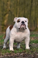 Picture of Bulldog standing