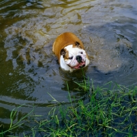 Picture of bulldog swimming