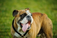 Picture of Bulldog, tongue out