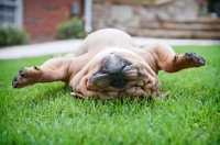 Picture of bulldog upside down with paws in air on grass
