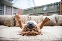 Picture of bulldog upside down with paws in air