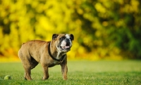 Picture of Bulldog walking in field