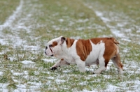 Picture of Bulldog walking in snowy field