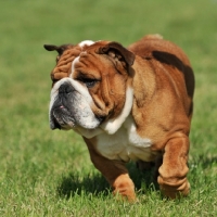 Picture of Bulldog walking on grass