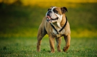 Picture of Bulldog walking on grass